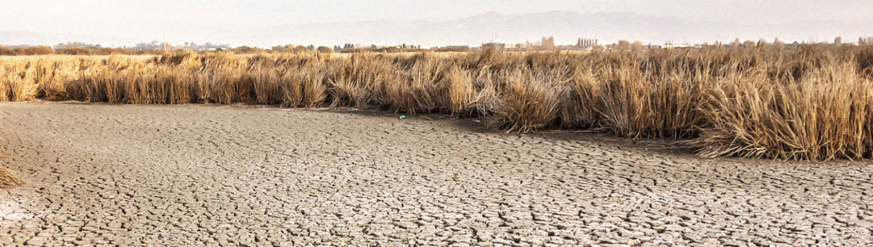 Німеччина: вирощування відновлювальної сировини на постійному рівні