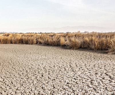 Німеччина: вирощування відновлювальної сировини на постійному рівні