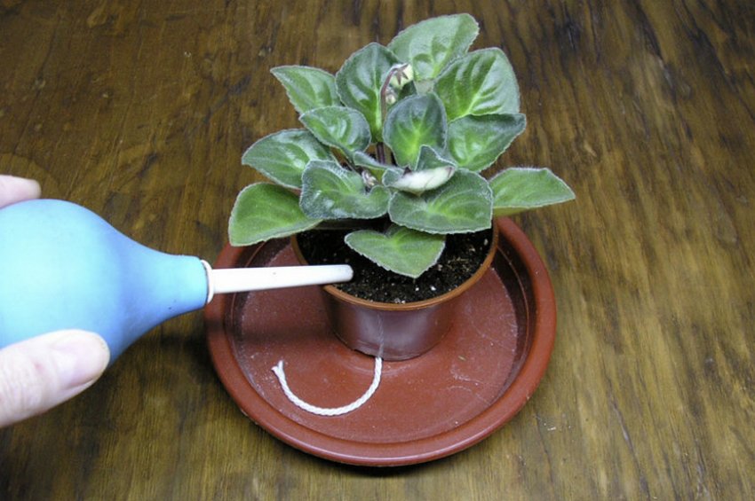 Полив фіалки