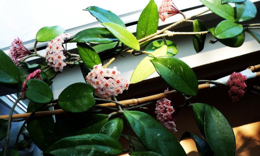 Хойя карноза варієгата