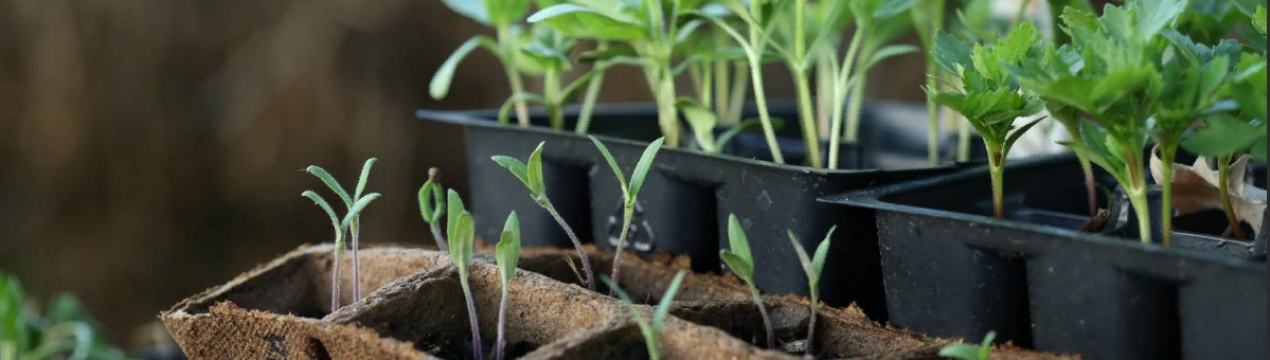 12 культур, які обов'язково потрібно посадити в березні на розсаду