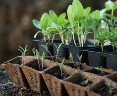 12 культур, які обов'язково потрібно посадити в березні на розсаду