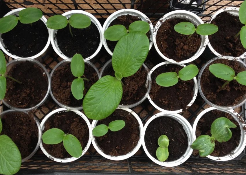 12 культур, які обов'язково потрібно посадити в березні на розсаду