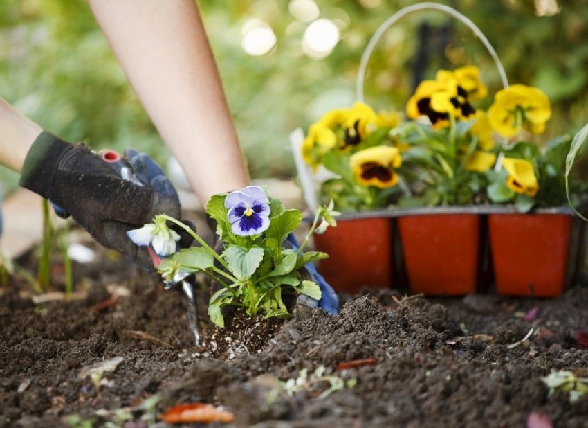 10 секретів ідеального квітника
