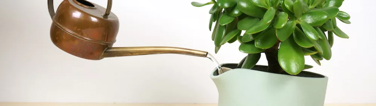 10 секретів поливу кімнатних рослин
