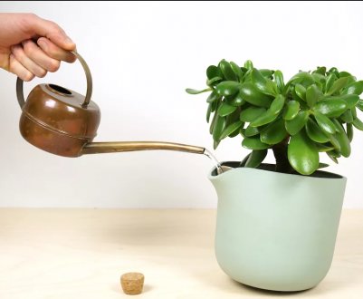 10 секретів поливу кімнатних рослин