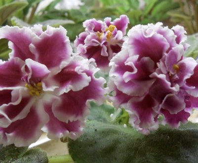 Фіалка Амадеус: догляд в домашніх умовах