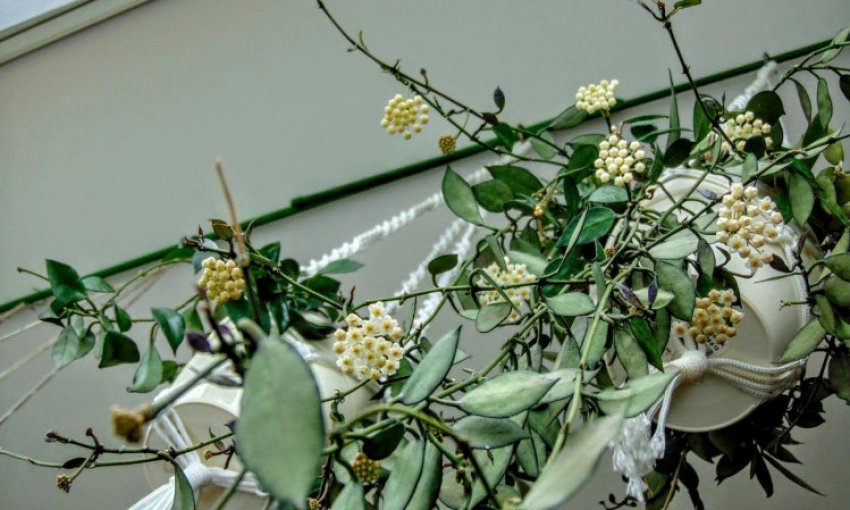 Хойя лакуноза