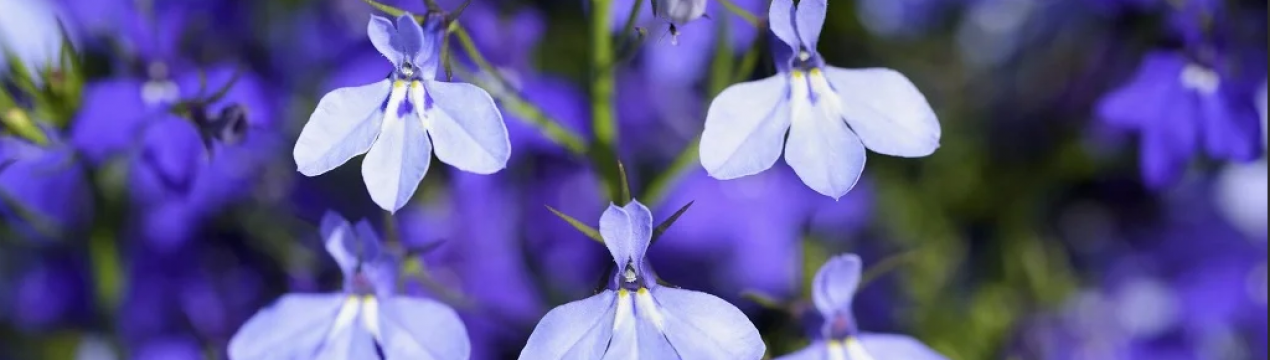Лобелія: три секрети вирощування саджанців