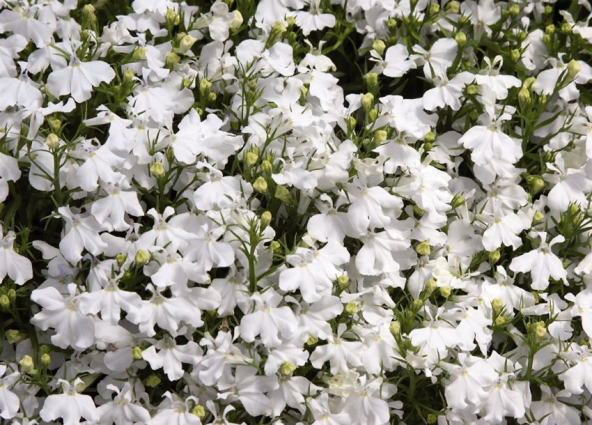 Лобелія: три секрети гарної розсади