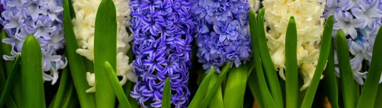 Гіацинт: диво серед квітів