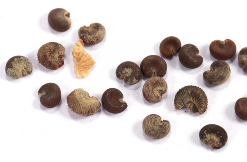 Насіння герані