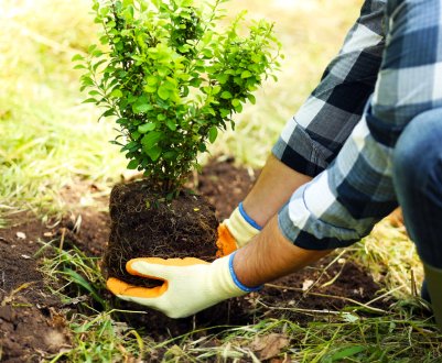 Весняна посадка дерев та кущів
