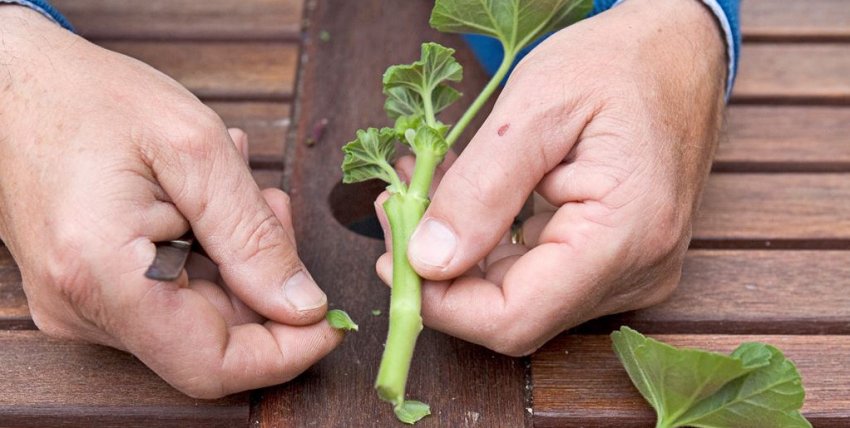 Розмноження герані
