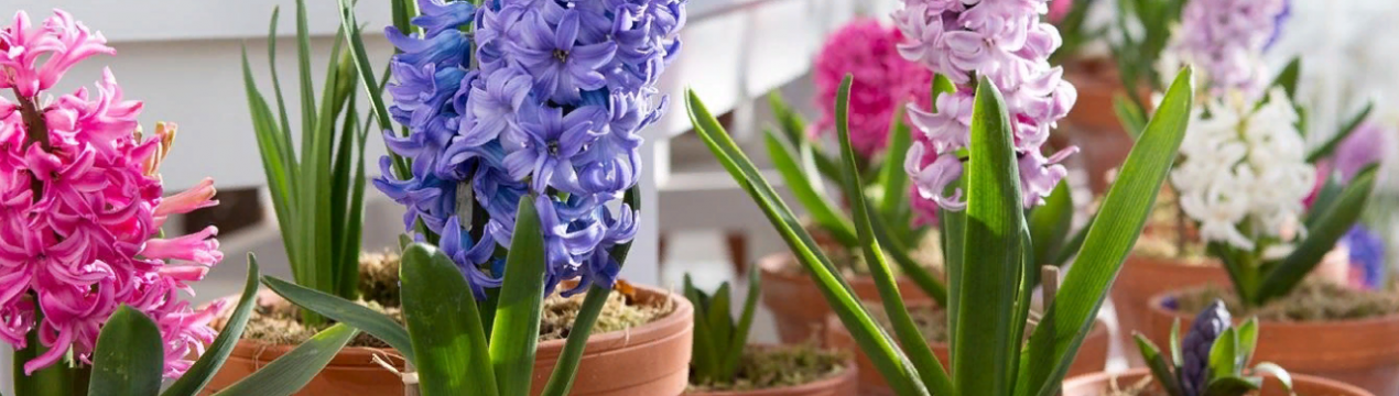 Прискорюємо прихід весни: секрет успішного вирощування гіацинтів