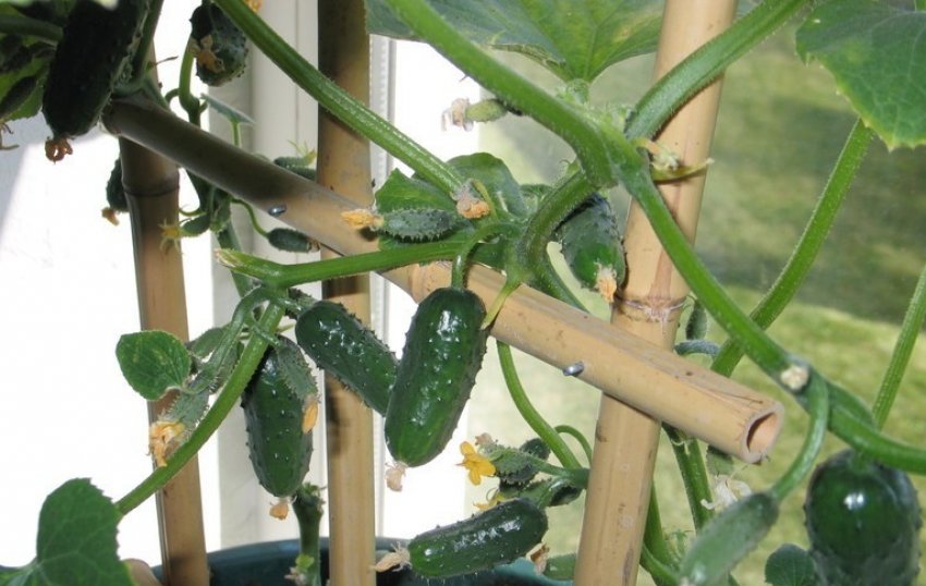 Огірок кімнатна чудо