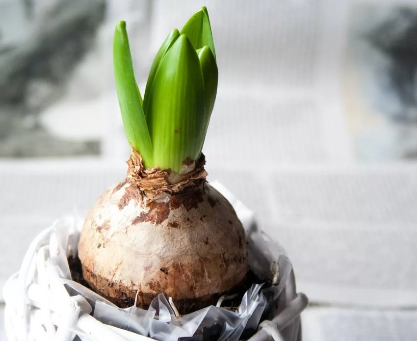 Поспішаємо на прихід весни: секрет успішної вигонки гіацинтів Поспішаємо на прихід весни: секрет успішної вигонки гіацинтів