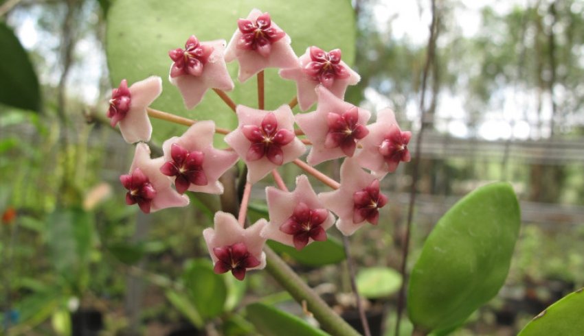 Хойя обовата