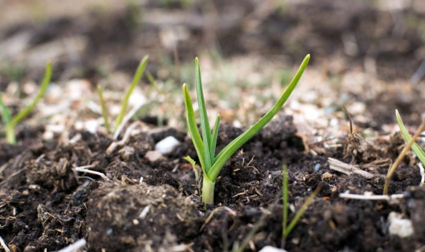 Весняне висадження часнику Весняне висадження часнику
