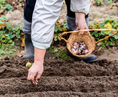 Весняна посадка часнику