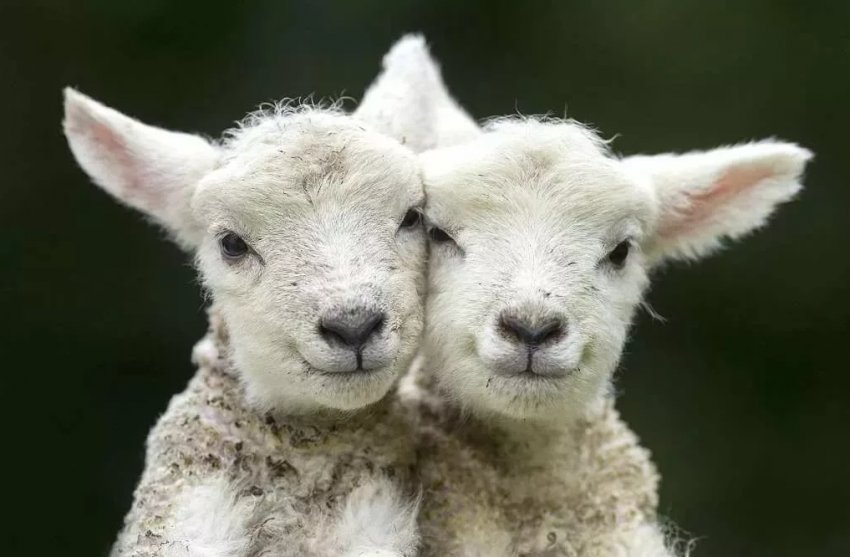 Чотири на чотири: брати Quad святкують 5-ий день народження з підходящим набором ягнят Чотири на чотири: брати Quad святкують 5-ий день народження з підходящим набором ягнят