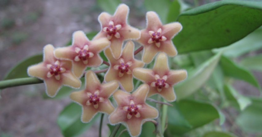 Хойя флавида