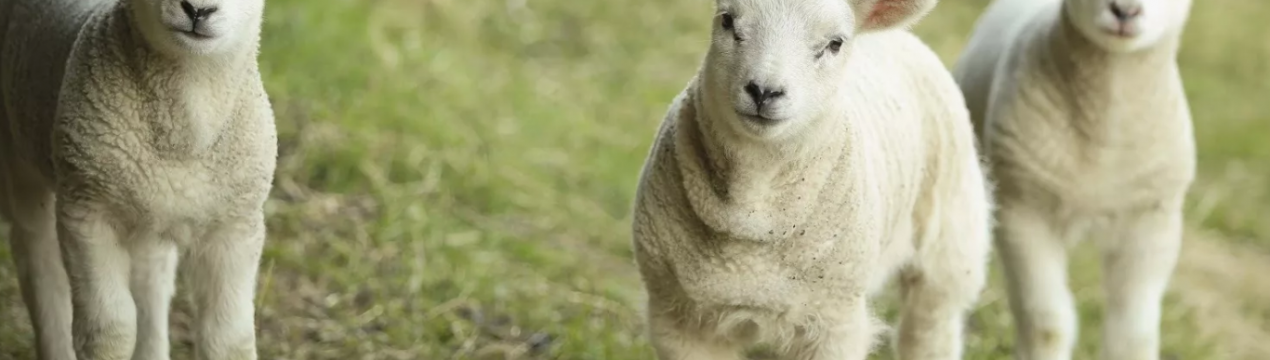 Чотири на чотири: брати Quad відзначають 5-й день народження з відповідним набором ягнят