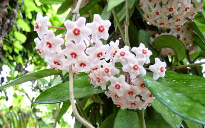 Хойя карноза триколор