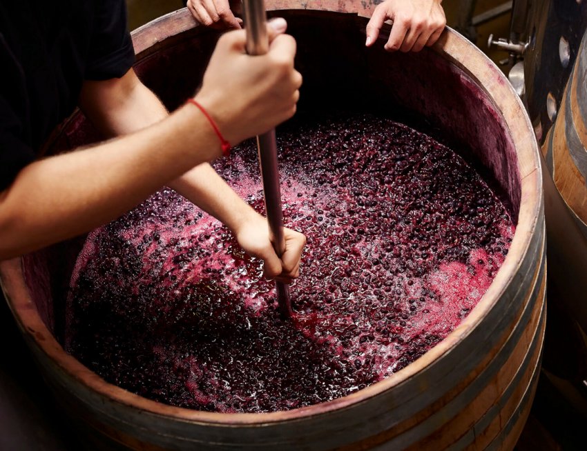 Винороби Фрайбурга закликають до підтримки Винороби Фрайбурга закликають до підтримки