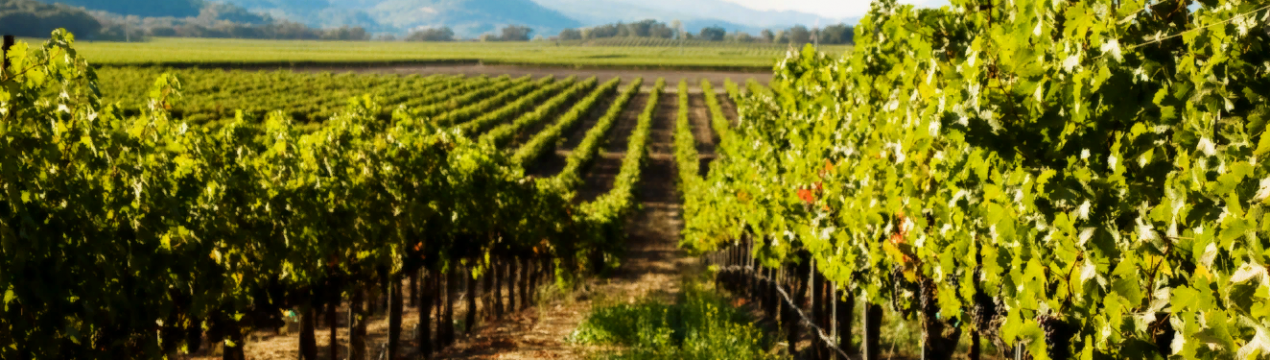 Винороби Фрайбургу закликають до підтримки