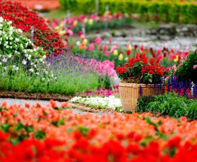 10 секретів ідеального квітника