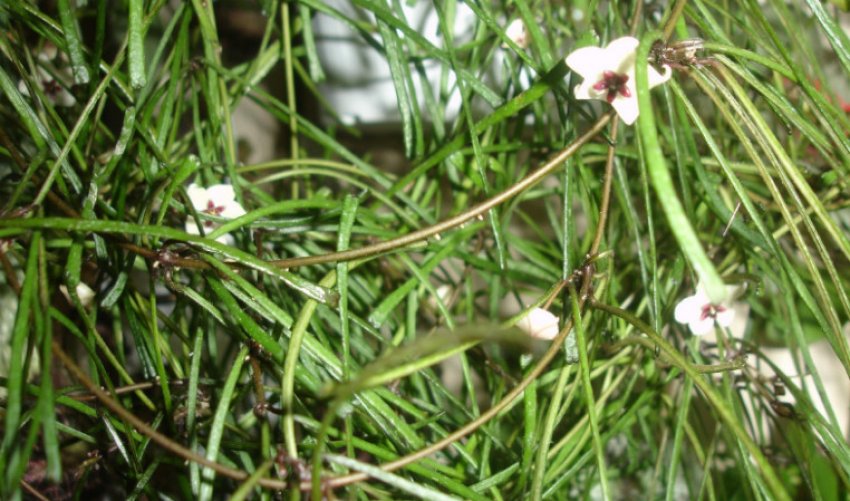 Хойя ретуза