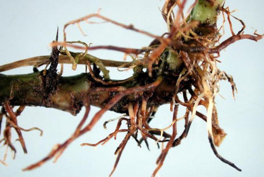 Коренева гниль герані