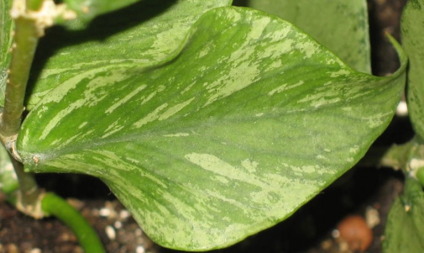 Хойя полинейра