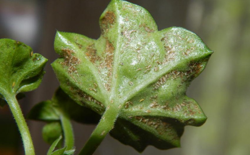 Шкідники герані