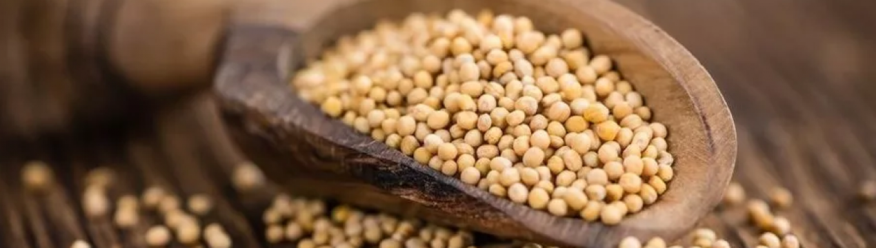 Жовта гірчиця почала стікати після збору врожаю