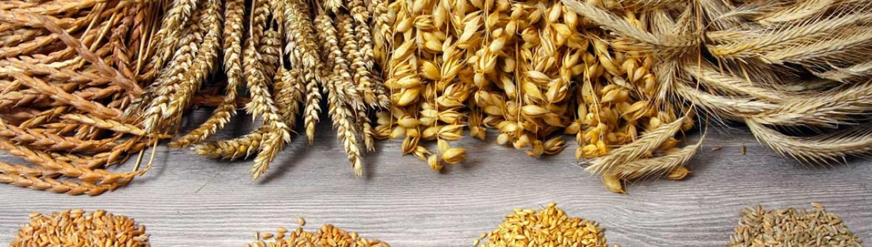 Іспанія: протягом лютого 2020 року тільки тверда пшениця продовжує зростати