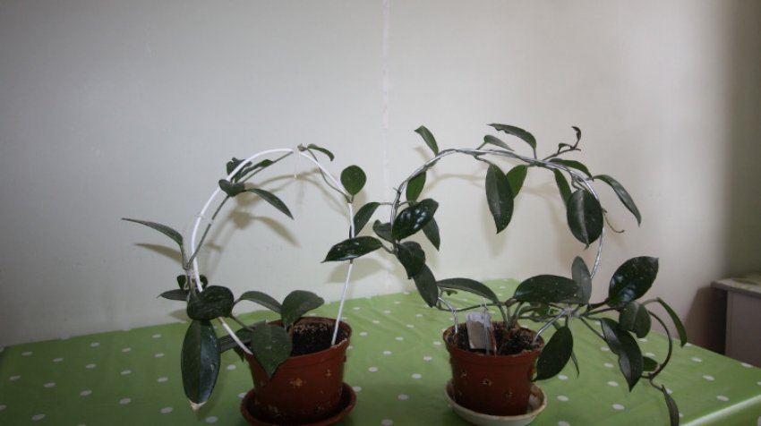 Хойя карноза