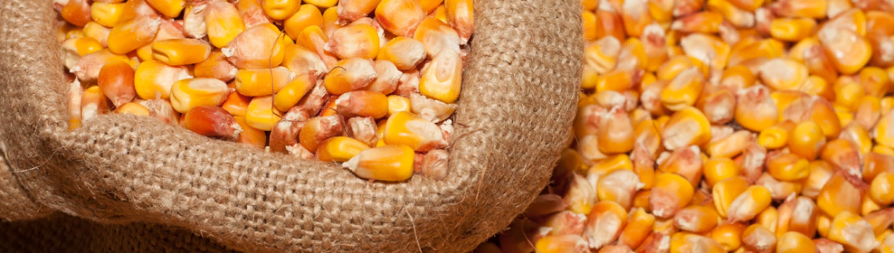 5 порад щодо вибору правильного насіння кукурудзи