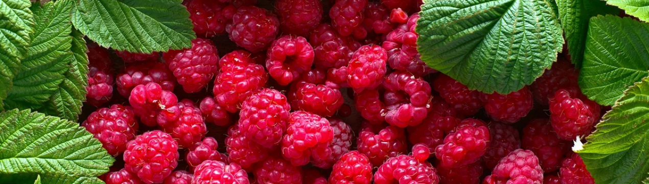 В'єтнам: вирішення проблеми пекучого сонця над малиною