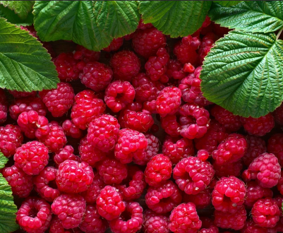 В'єтнам: вирішення проблеми пекучого сонця над малиною