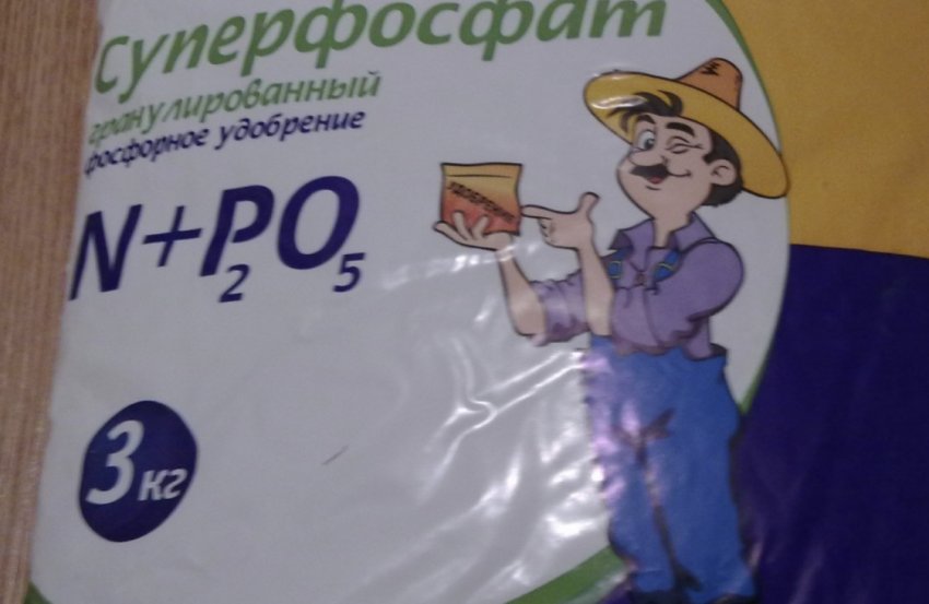 почему на листьях помидор появились фиолетовые пятна. Смотреть фото почему на листьях помидор появились фиолетовые пятна. Смотреть картинку почему на листьях помидор появились фиолетовые пятна. Картинка про почему на листьях помидор появились фиолетовые пятна. Фото почему на листьях помидор появились фиолетовые пятна