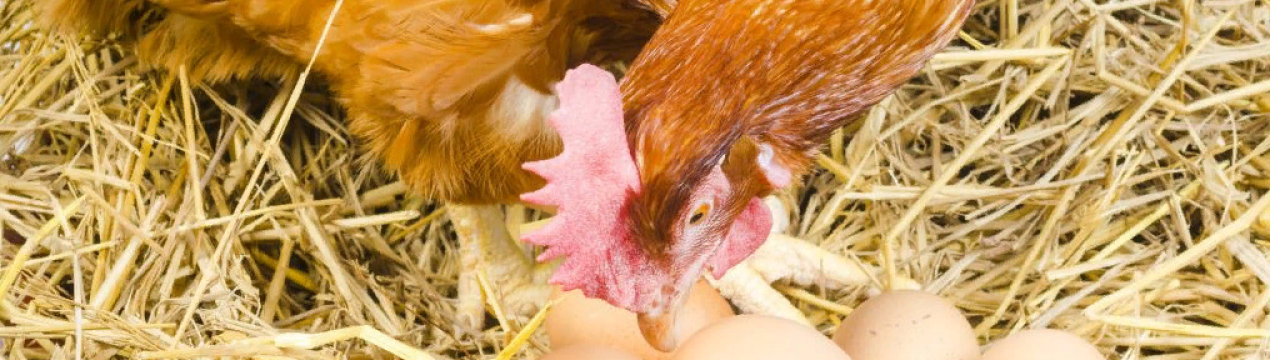 620 мільйонів яєць вироблено в Баден-Вюртемберзі в 2019 році