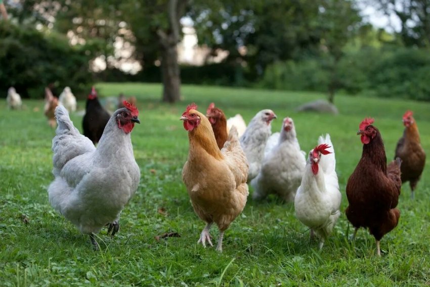 620 мільйонів яєць вироблено в Баден-Вюртемберзі у 2019 році 620 мільйонів яєць вироблено в Баден-Вюртемберзі у 2019 році