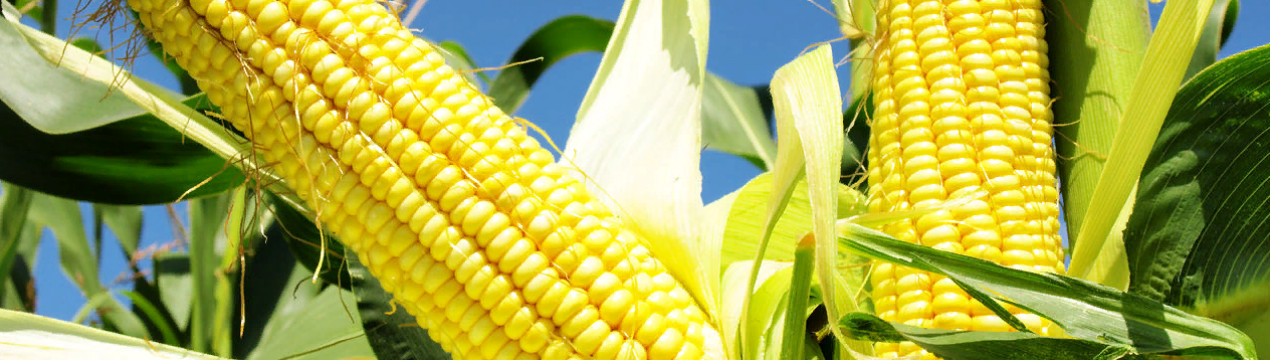 Резервний банк Зімбабве випустив нові акредитиви на імпорт зерна