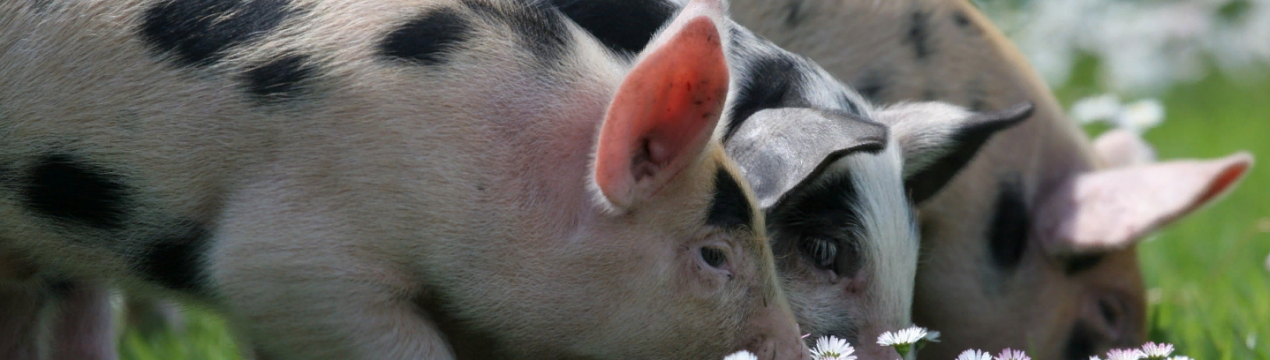 Майже 40 000 порцій свинини будуть передані в дар фермерам