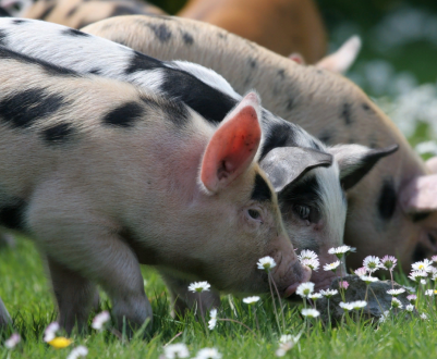 Майже 40 000 порцій свинини будуть передані в дар фермерам