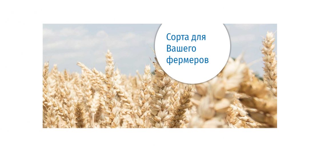 ООО « Штрубе Украина ГмбХ»