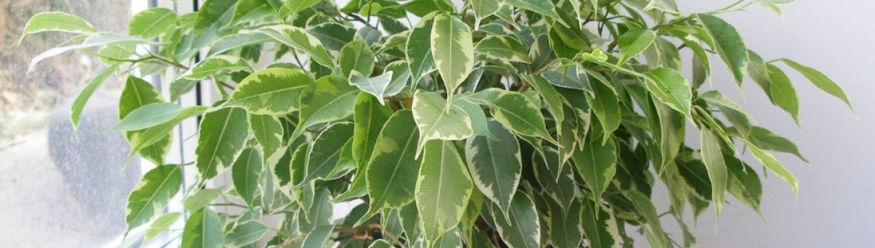 Фікус кінкі: догляд в домашніх умовах