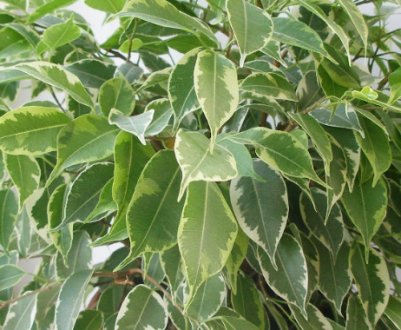 Фікус кінкі: догляд в домашніх умовах